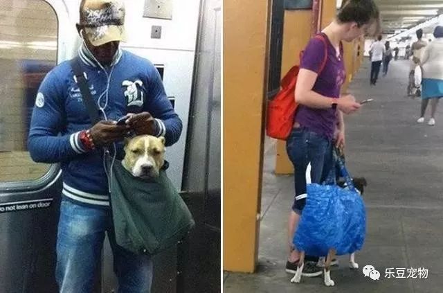 紐約地鐵規定，只要把狗狗打包就可乘車，於是人們各種招數盡出… 未分類 第8張