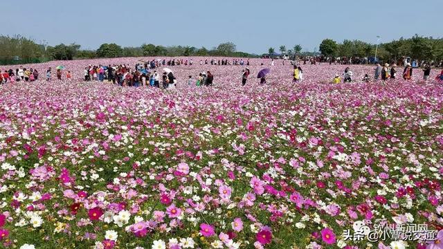 钦州这片花海惊动央视进行全国直播,地址就在