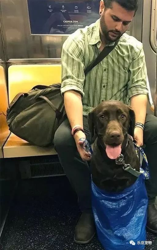 紐約地鐵規定，只要把狗狗打包就可乘車，於是人們各種招數盡出… 寵物 第5張