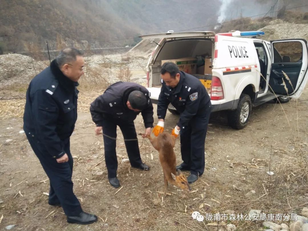 康南分局放生一只野生动物黄麂