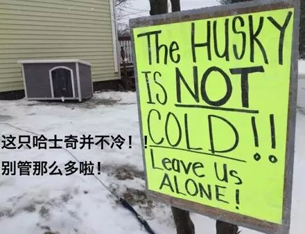 二哈被拴在冰天雪地里，遭鄰居投訴，接下來自人的做法...笑噴了！ 寵物 第2張