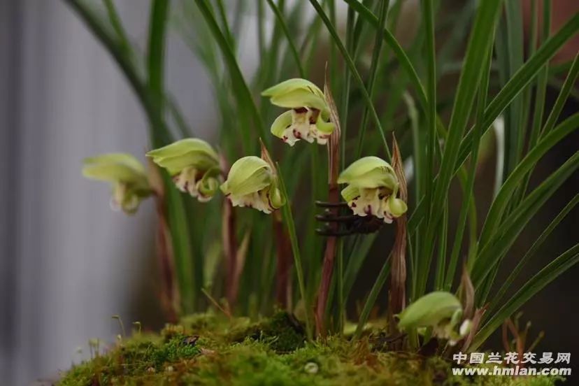 香花配美人!2019中国春兰节暨华东地区兰花博览会