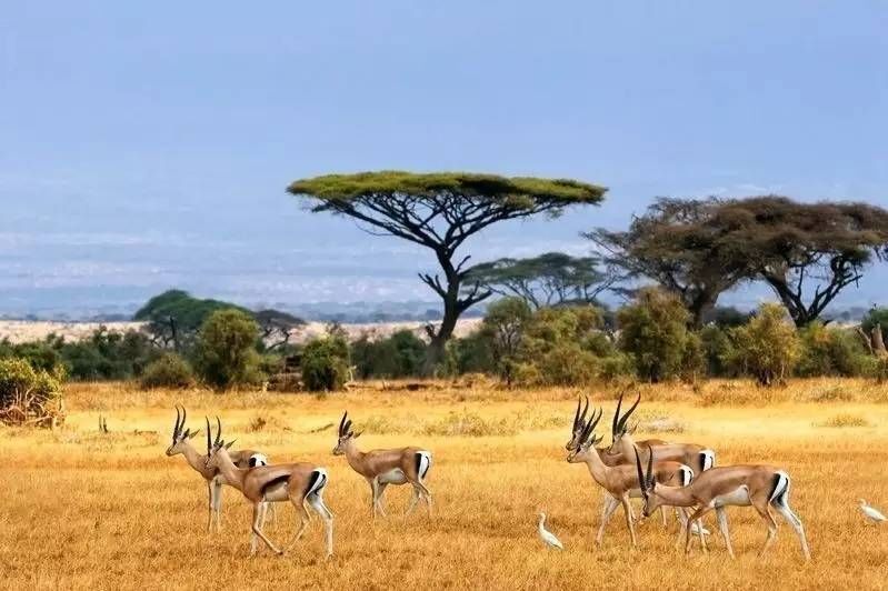 bbc纪录片:wild africa - 《野性非洲》