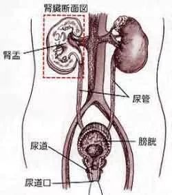 浙大一院肾脏病中心主治医师王旭亮表示,人的尿路一般情况下是单向