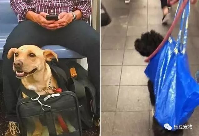 紐約地鐵規定，只要把狗狗打包就可乘車，於是人們各種招數盡出… 寵物 第7張