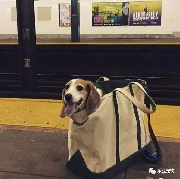 紐約地鐵規定，只要把狗狗打包就可乘車，於是人們各種招數盡出… 未分類 第2張