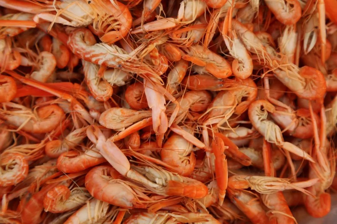 虾四味曹妃甸海域常见的海生野虾种类很多,比较常见的有四种——狗虾