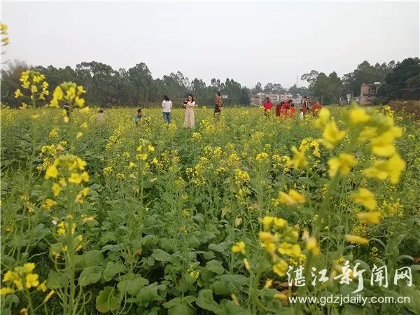 廉江市石角镇横石村的"油菜花海"令人沉醉