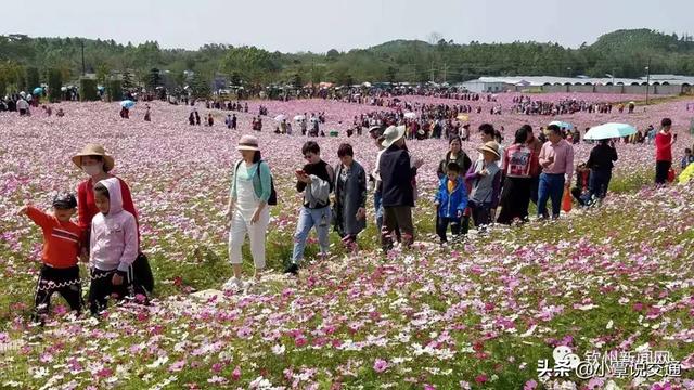 钦州这片花海惊动央视进行全国直播,地址就在