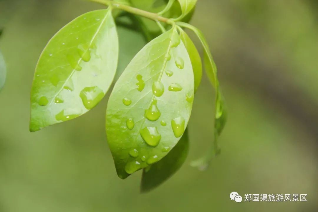 三月小雨润如酥满园春色时时新