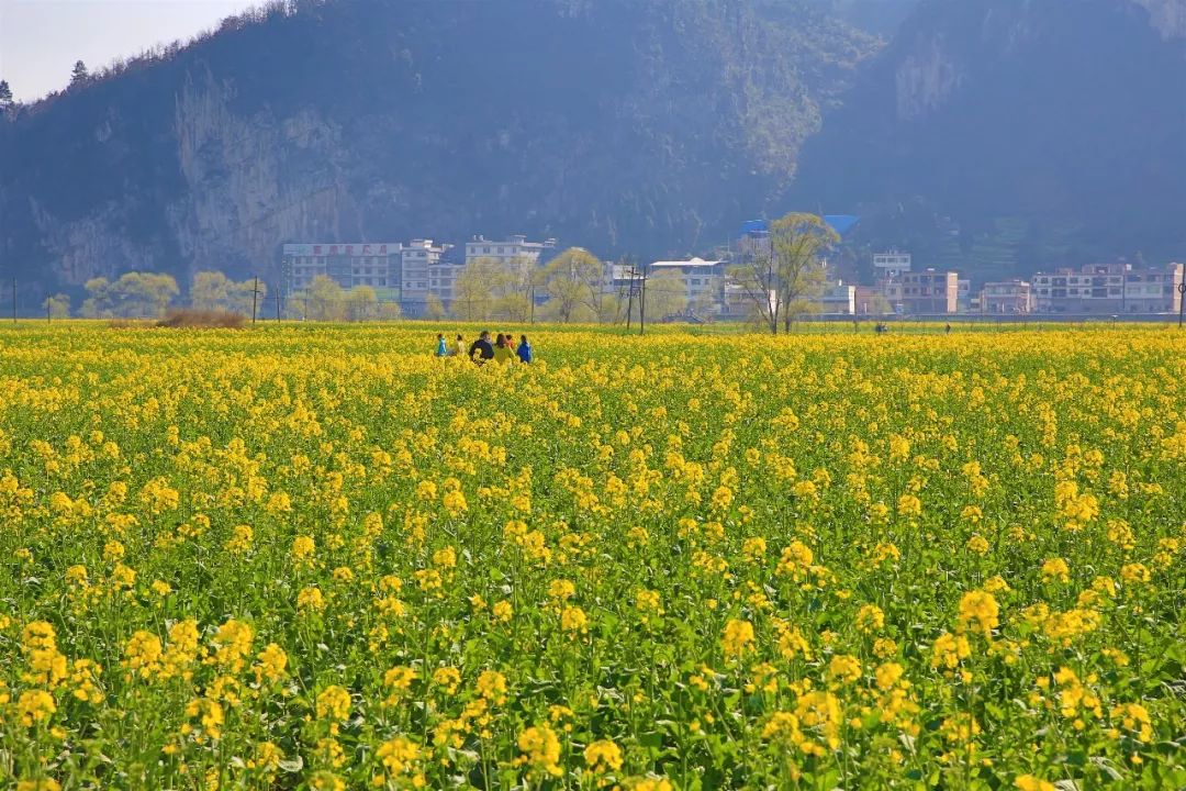 古蔺双沙菜花旅游文化开放月将于3月9日开幕,最新美景抢先看