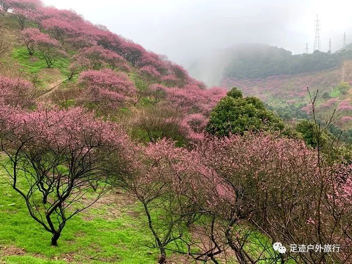 【活动召集】3月9-10日踏春网红新建村梅花山,登高九峰山漫步香雪梅海