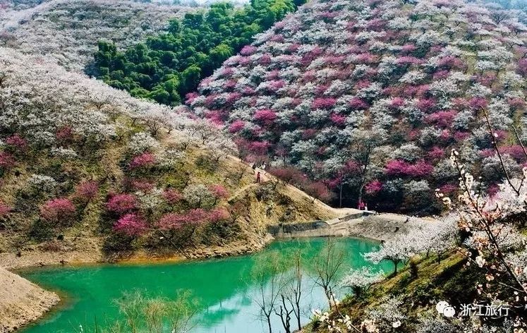 浙江24处"香雪海 徒步赏花在仙境