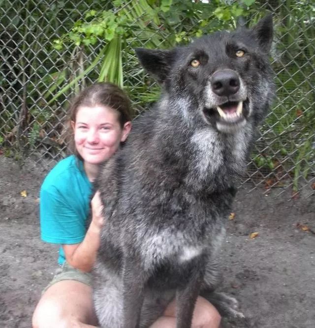 大狼犬被嫌「太像狼」丟收容所安樂志工救下證明：它超值得被愛！ 未分類 第3張