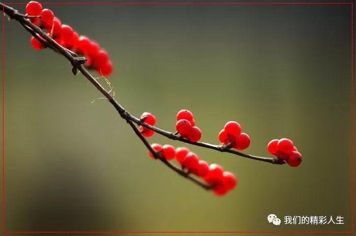 又被春风拾起 挂在枝头 缠绵悱恻 多情的花瓣 云低眉 月半弯 一抹相思