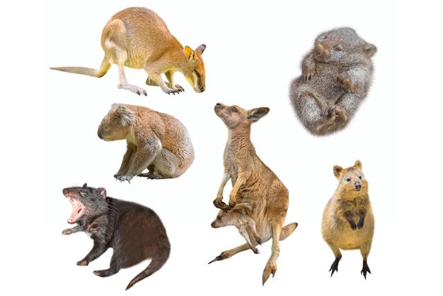 为什么在澳大利亚有这么多的有袋动物