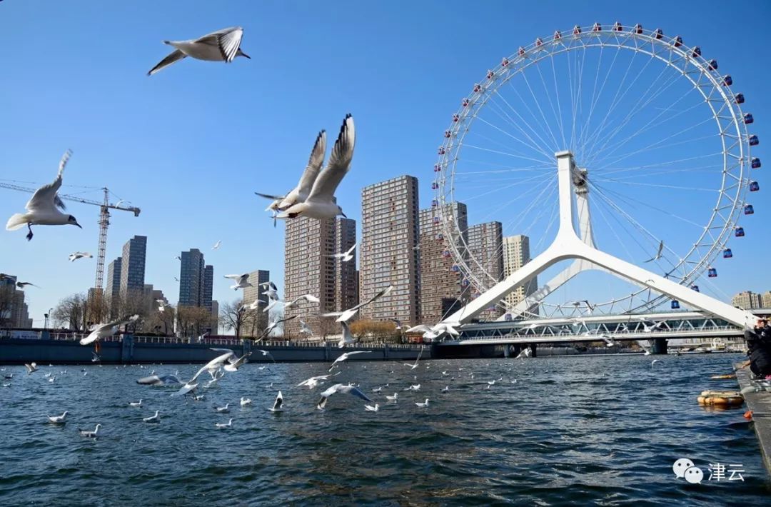 聚焦|春归津门,海鸥起舞,水鸟竞翔已成海河亮丽风景线