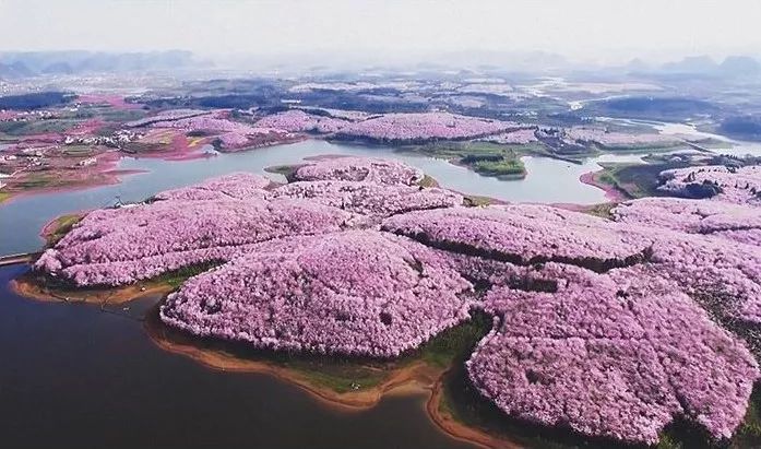4万美国人点赞的日本樱花,居然是中国贵州~~￥