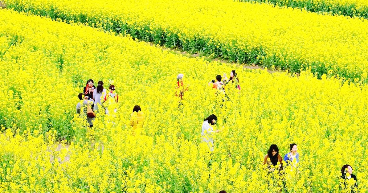 广州增城正果湖心岛油菜花基地