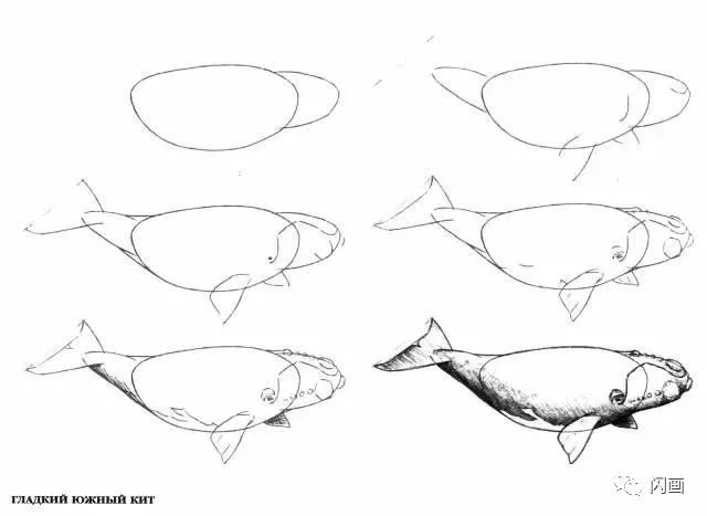 50个海洋生物的简笔画教程