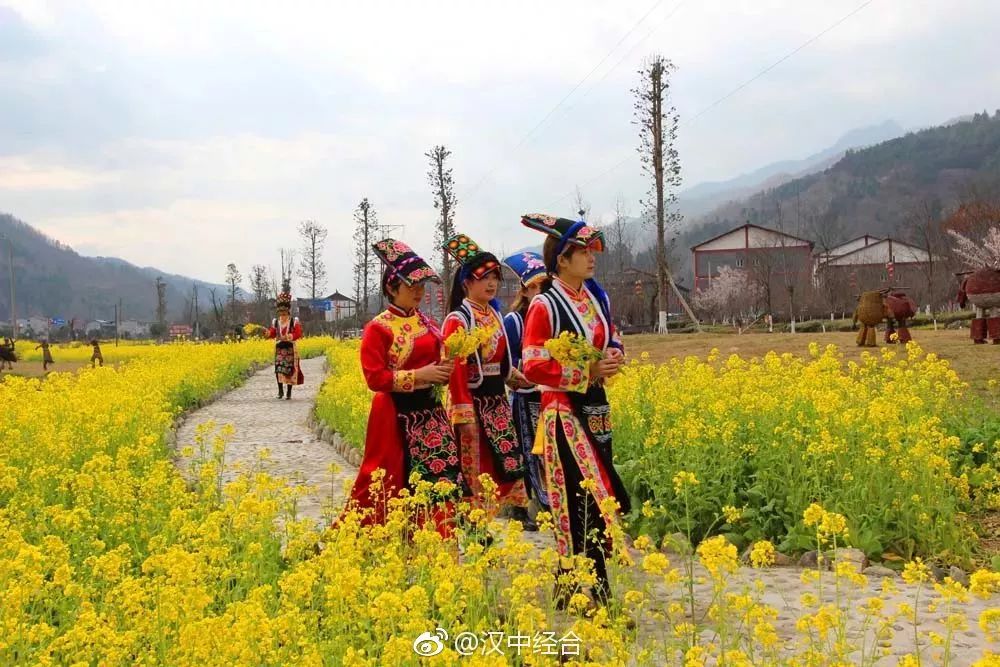 春暖花开,宁强羌族姑娘邀您邂逅油菜花海