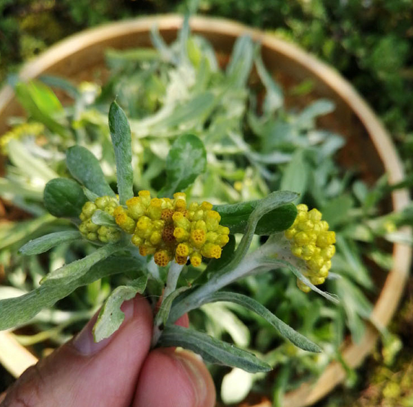 食材分享|春天的馈赠,你还记得春日里美味的潮汕鼠曲草吗