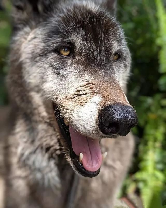 大狼犬被嫌「太像狼」丟收容所安樂志工救下證明：它超值得被愛！ 未分類 第11張