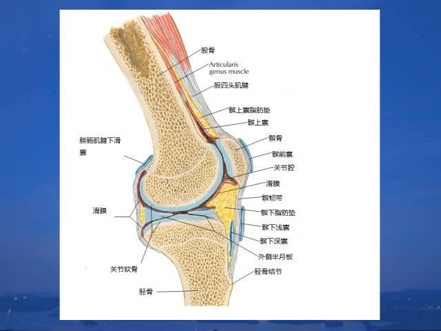 膝关节解剖你熟记了么