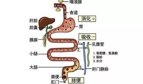 胃囊大怎么办