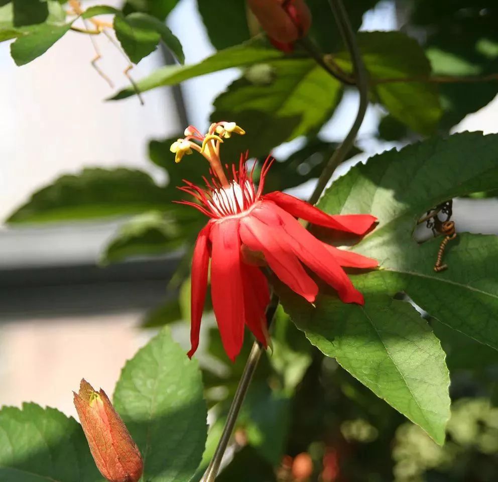 花朵观赏性很好的百香果,结的果子味道也是特别好的