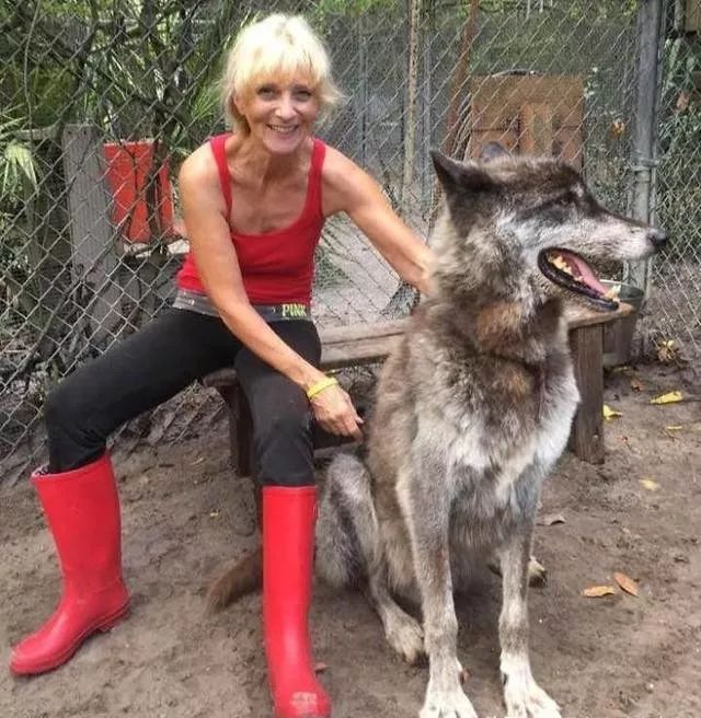 大狼犬被嫌「太像狼」丟收容所安樂志工救下證明：它超值得被愛！ 未分類 第10張
