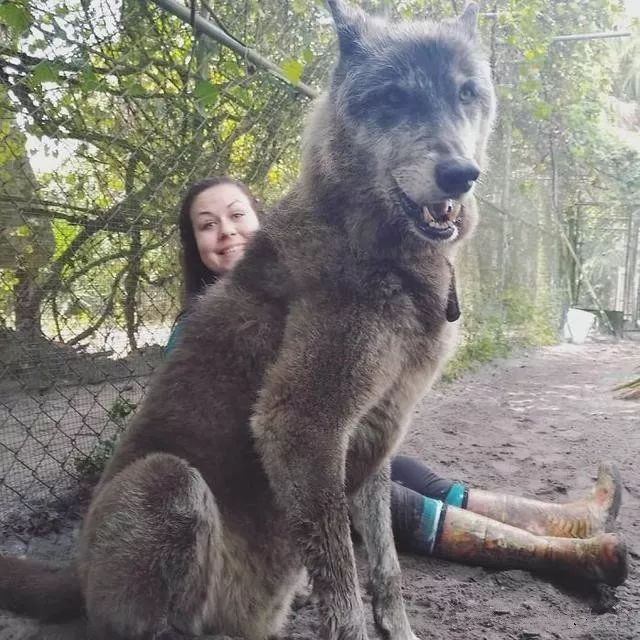 大狼犬被嫌「太像狼」丟收容所安樂志工救下證明：它超值得被愛！ 未分類 第8張