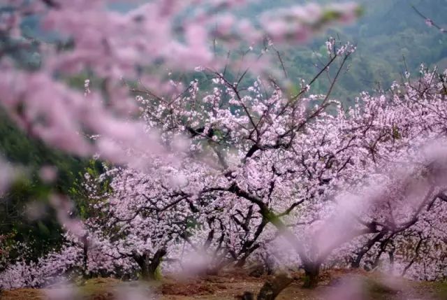 平和一片瓦,胜过十里桃花