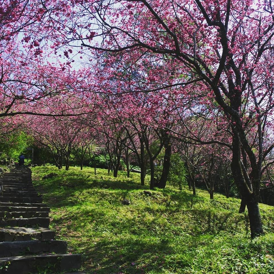 花都开好了 19台湾阳明山花季用美景和温泉征服旅客 台北