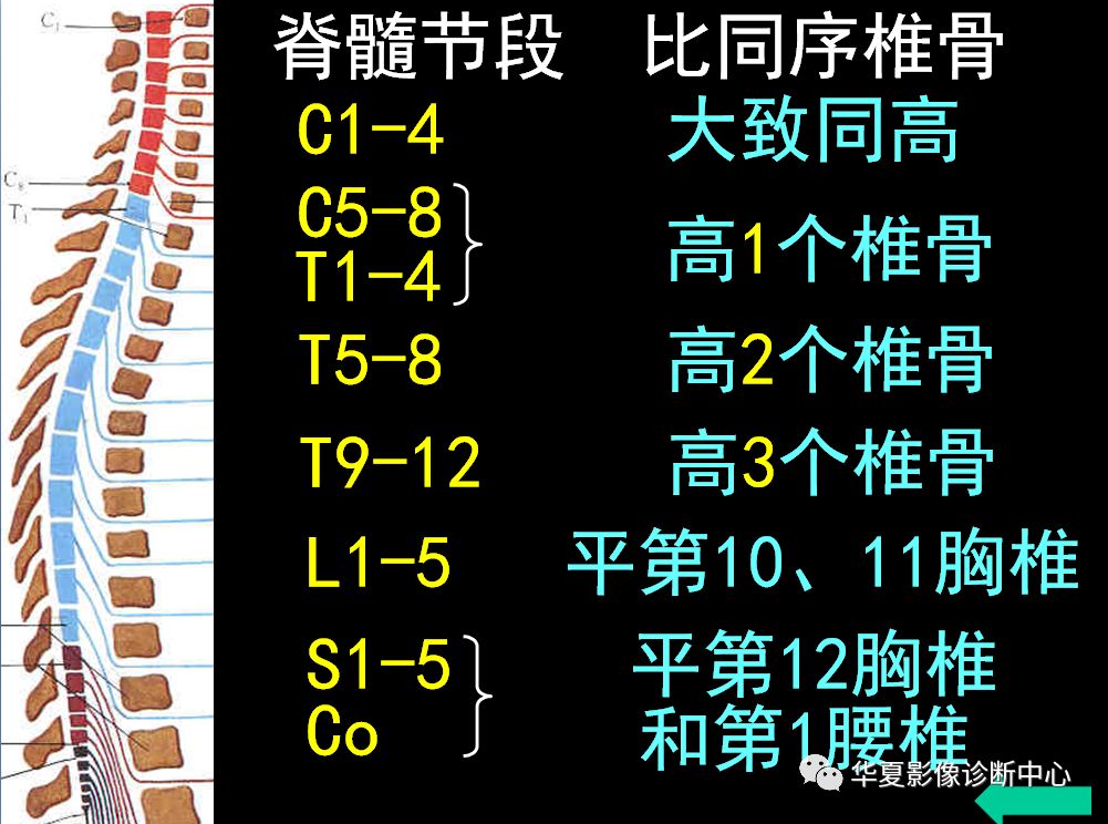 椎管内病变的精确定位