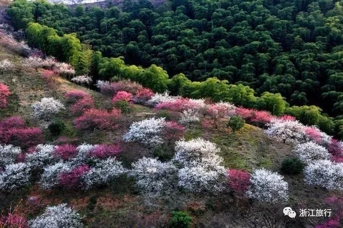 浙江24处"香雪海 徒步赏花在仙境