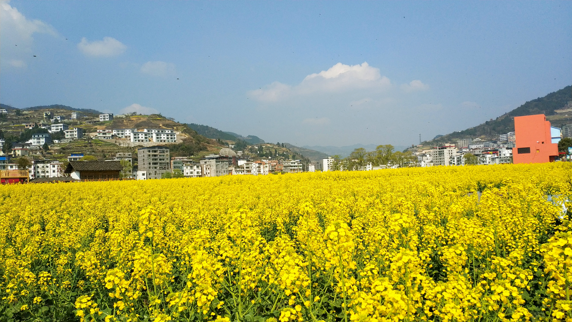 2019古蔺双沙菜花节3月9日开幕