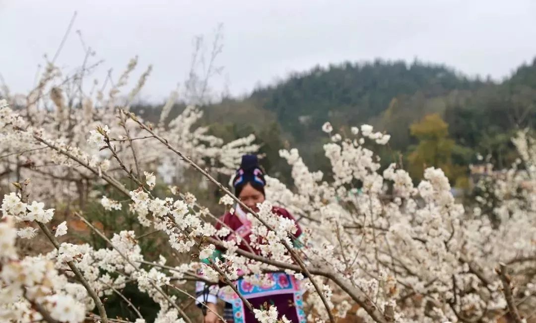 该村樱桃花已经进入观赏佳期,满树烂漫的樱桃花林,透出了一股甜美的