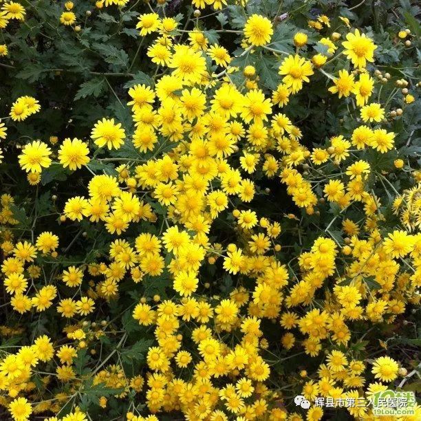 野菊花泡水喝竟然如此神奇