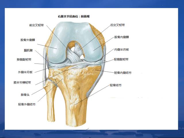 膝关节解剖你熟记了么