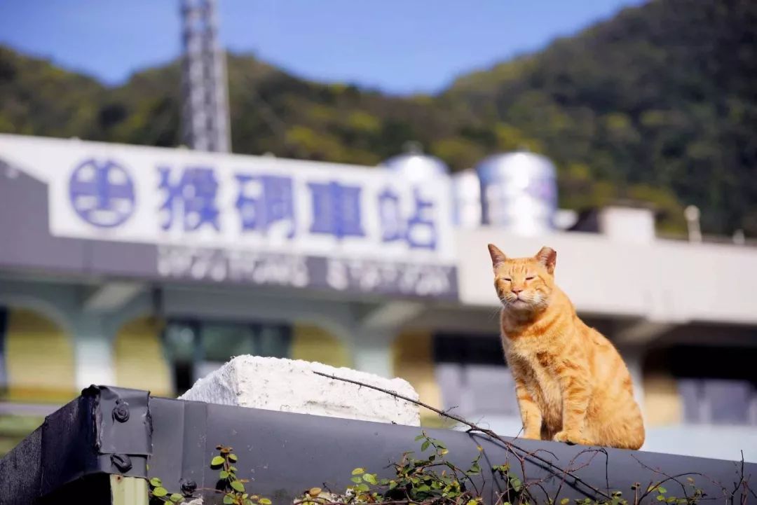 伊斯坦布尔的城市名片是什么?答案是"猫!