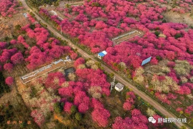 舒城:天刚晴,南港"网红梅园"火了!十里芬芳醉游人