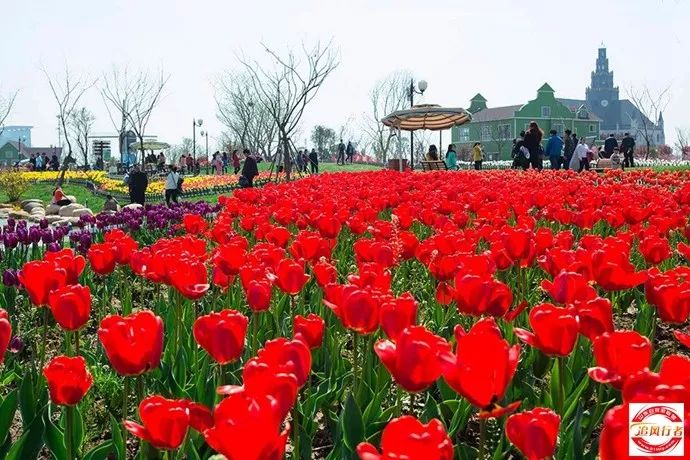 千岛菜花门票 船票,高邮湖芦苇荡湿地公园 快艇,荷兰花海门票,2晚豪华