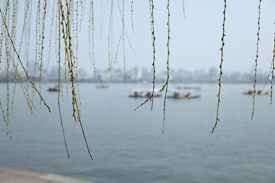 3月以来,春意渐浓,柳树吐露嫩芽,春天的脚步越来越近了.