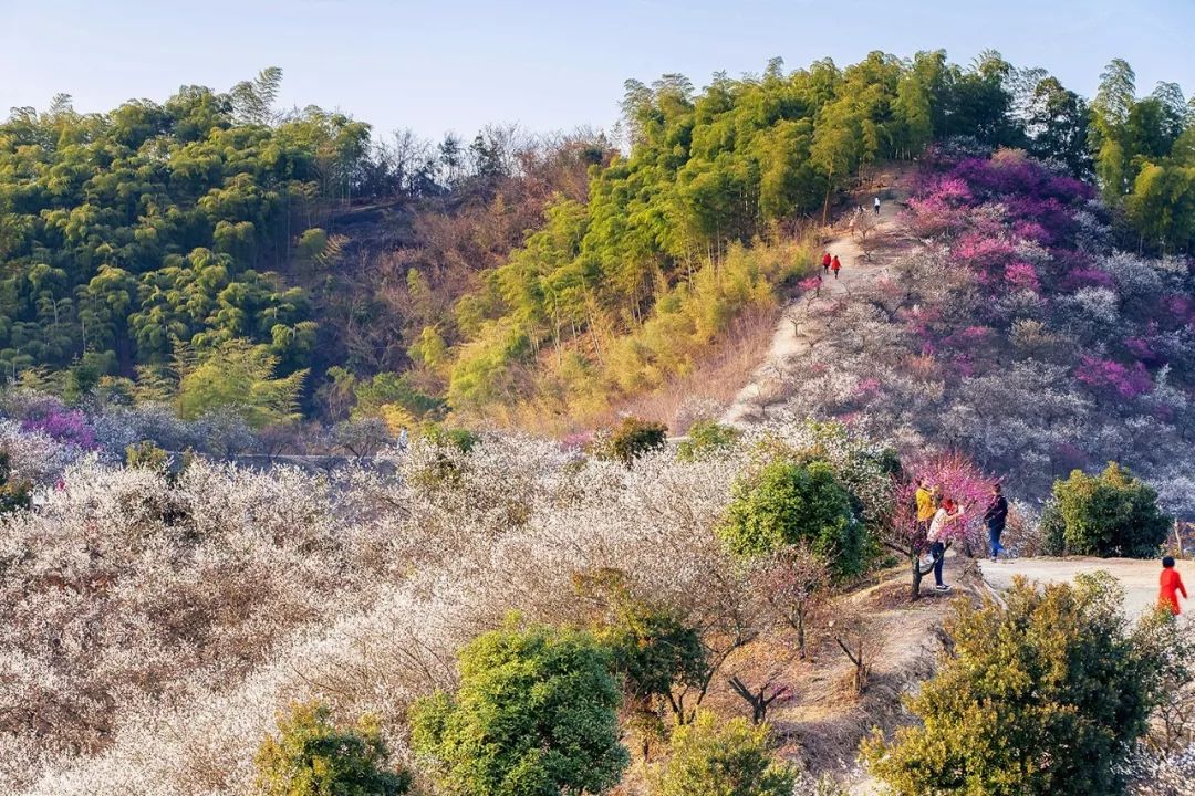 浙江24处"香雪海 徒步赏花在仙境