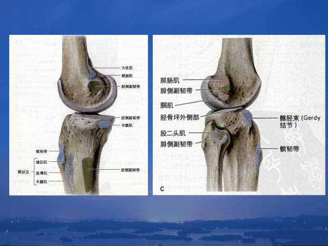 膝关节解剖你熟记了么