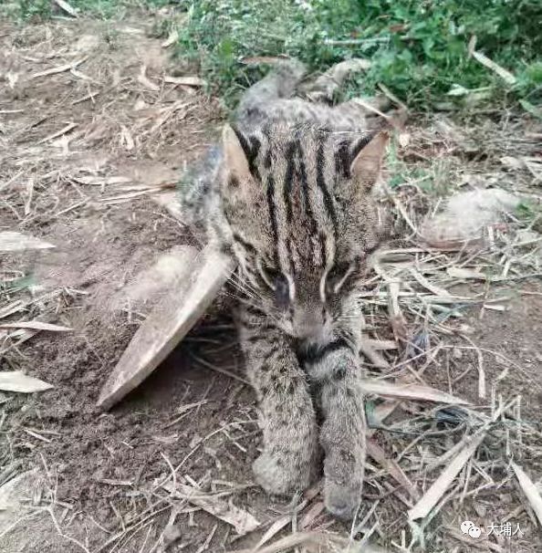 梅州不明野兽再行凶豹猫被咬死