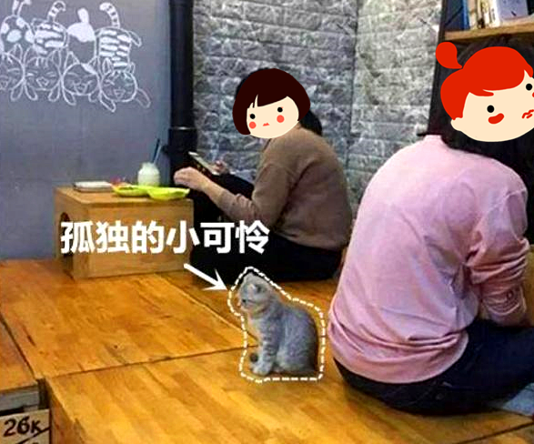 原创 猫咖无人撸猫,小奶猫表情逐渐凝重,难不成是我走