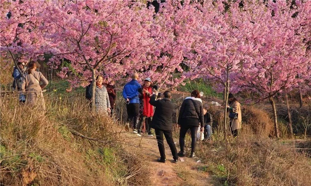 南充这片美翻的樱花海已上线距离市区仅十分钟车程错过等一年