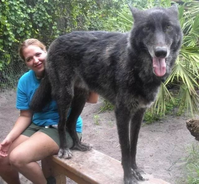 大狼犬被嫌「太像狼」丟收容所安樂志工救下證明：它超值得被愛！ 未分類 第4張
